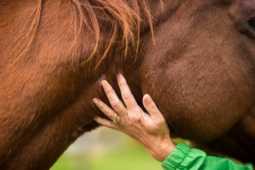 MIKAELA MACKENZIE / WINNIPEG FREE PRESS
Horses at Farm Away, just outside of Portage la Prairie, on Wednesday, Sept. 19, 2018.  
Winnipeg Free Press 2018.