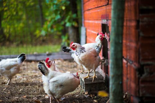 MIKAELA MACKENZIE / WINNIPEG FREE PRESS
Chickens at Farm Away, just outside of Portage la Prairie, on Wednesday, Sept. 19, 2018.  
Winnipeg Free Press 2018.