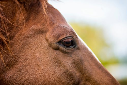 MIKAELA MACKENZIE / WINNIPEG FREE PRESS
Horses at Farm Away, just outside of Portage la Prairie, on Wednesday, Sept. 19, 2018.  
Winnipeg Free Press 2018.