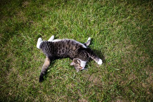 MIKAELA MACKENZIE / WINNIPEG FREE PRESS
The barn cat at Farm Away, just outside of Portage la Prairie, on Wednesday, Sept. 19, 2018.  
Winnipeg Free Press 2018.