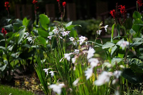 MIKAELA MACKENZIE / WINNIPEG FREE PRESS
The gardens at Farm Away, just outside of Portage la Prairie, on Wednesday, Sept. 19, 2018.  
Winnipeg Free Press 2018.