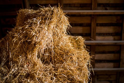 MIKAELA MACKENZIE / WINNIPEG FREE PRESS
Hay in the barn at Farm Away, just outside of Portage la Prairie, on Wednesday, Sept. 19, 2018.  
Winnipeg Free Press 2018.