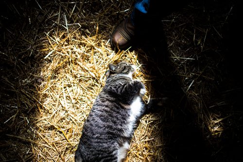 MIKAELA MACKENZIE / WINNIPEG FREE PRESS
The barn cat at Farm Away, just outside of Portage la Prairie, on Wednesday, Sept. 19, 2018.  
Winnipeg Free Press 2018.