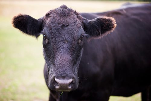 MIKAELA MACKENZIE / WINNIPEG FREE PRESS
Cows at the family farm just outside of Portage la Prairie on Wednesday, Sept. 19, 2018.  
Winnipeg Free Press 2018.