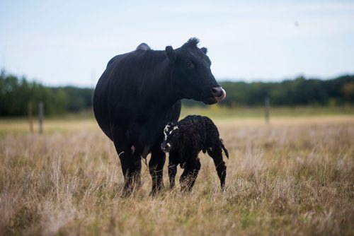 MIKAELA MACKENZIE / WINNIPEG FREE PRESS
A cow and her newborn calf at the family farm just outside of Portage la Prairie on Wednesday, Sept. 19, 2018.  
Winnipeg Free Press 2018.