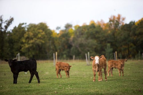 MIKAELA MACKENZIE / WINNIPEG FREE PRESS
Calves at the family farm just outside of Portage la Prairie on Wednesday, Sept. 19, 2018.  
Winnipeg Free Press 2018.