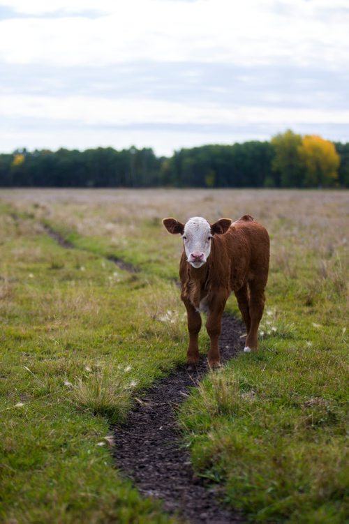 MIKAELA MACKENZIE / WINNIPEG FREE PRESS
A calf at the family farm just outside of Portage la Prairie on Wednesday, Sept. 19, 2018.  
Winnipeg Free Press 2018.