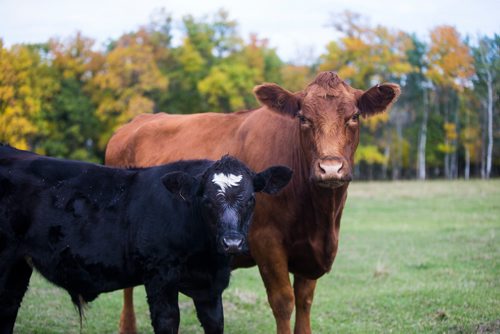 MIKAELA MACKENZIE / WINNIPEG FREE PRESS
Cows at the family farm just outside of Portage la Prairie on Wednesday, Sept. 19, 2018.  
Winnipeg Free Press 2018.