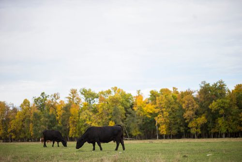 MIKAELA MACKENZIE / WINNIPEG FREE PRESS
Cows at the family farm just outside of Portage la Prairie on Wednesday, Sept. 19, 2018.  
Winnipeg Free Press 2018.