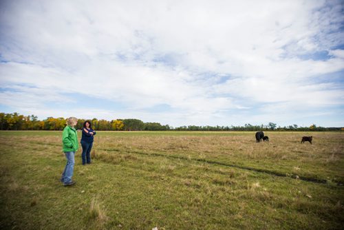 MIKAELA MACKENZIE / WINNIPEG FREE PRESS
Taralea Simpson (left) and Tracy Wood, owners of Farm Away, walk through the cattle field of their family farm just outside of Portage la Prairie on Wednesday, Sept. 19, 2018.  
Winnipeg Free Press 2018.