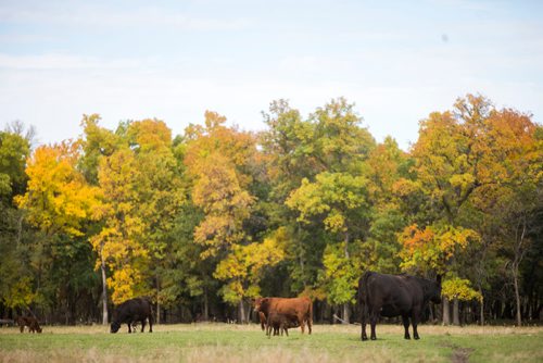 MIKAELA MACKENZIE / WINNIPEG FREE PRESS
Cows at the family farm just outside of Portage la Prairie on Wednesday, Sept. 19, 2018.  
Winnipeg Free Press 2018.