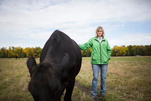 MIKAELA MACKENZIE / WINNIPEG FREE PRESS
Taralea Simpson, co-owner of Farm Away, gives a cow a pat at the family farm just outside of Portage la Prairie on Wednesday, Sept. 19, 2018.  
Winnipeg Free Press 2018.