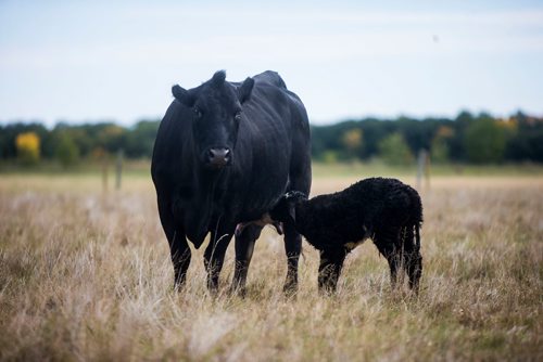 MIKAELA MACKENZIE / WINNIPEG FREE PRESS
A cow and her newborn calf at the family farm just outside of Portage la Prairie on Wednesday, Sept. 19, 2018.  
Winnipeg Free Press 2018.