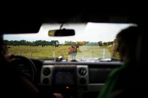 MIKAELA MACKENZIE / WINNIPEG FREE PRESS
Cattle watch as the sisters drive away from the farm, just outside of Portage la Prairie, on Wednesday, Sept. 19, 2018.  
Winnipeg Free Press 2018.