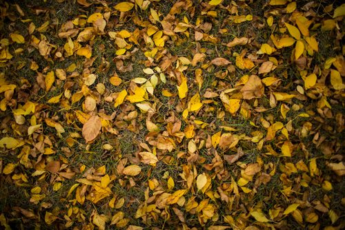 MIKAELA MACKENZIE / WINNIPEG FREE PRESS
Fallen leaves at Farm Away, just outside of Portage la Prairie, on Wednesday, Sept. 19, 2018.  
Winnipeg Free Press 2018.