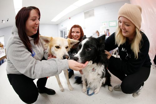 JOHN WOODS / WINNIPEG FREE PRESS
Manitoba Underdogs Rescue volunteers from left, Sarah Smith, Julia Bergen and Kyla Zinnick play with Calvin (1) and Bobby (7) at a Hampers of Hope 2nd annual Foster Palooza at Valley Gardens Community Centre Sunday, September 23, 2018.