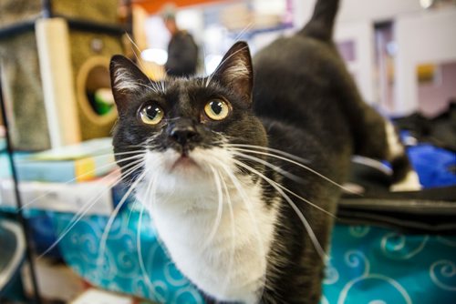 MIKE DEAL / WINNIPEG FREE PRESS
Lulu the black-and-white cat is going to be celebrating her fourth birthday on September 28th. She was found abandoned outside and was turned over to Winnipeg Pet Rescue Shelter - Winnipeg's first no-kill shelter..
180927 - Thursday, September 27, 2018.