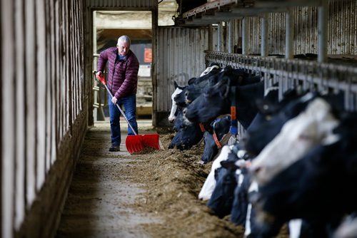 JOHN WOODS / WINNIPEG FREE PRESS
David Wiens, chairman of the Diary Farmers of Manitoba and Vice President of The Diary Farmers of Canada, feeds his diary cows on his farm near Grunthal, Manitoba Monday, October 1, 2018. Wiens and Canada's diary famers are not in favour of the new USMCA trade agreement.
