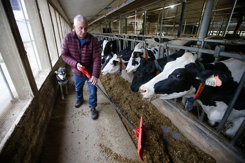 JOHN WOODS / WINNIPEG FREE PRESS
David Wiens, chairman of the Diary Farmers of Manitoba and Vice President of The Diary Farmers of Canada, feeds his diary cows on his farm near Grunthal, Manitoba Monday, October 1, 2018. Wiens and Canada's diary famers are not in favour of the new USMCA trade agreement.
