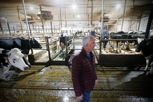 JOHN WOODS / WINNIPEG FREE PRESS
David Wiens, chairman of the Diary Farmers of Manitoba and Vice President of The Diary Farmers of Canada,  cares for his diary cows on his farm near Grunthal, Manitoba Monday, October 1, 2018. Wiens and Canada's diary famers are not in favour of the new USMCA trade agreement.
