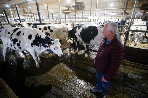 JOHN WOODS / WINNIPEG FREE PRESS
David Wiens, chairman of the Diary Farmers of Manitoba and Vice President of The Diary Farmers of Canada,  cares for his diary cows on his farm near Grunthal, Manitoba Monday, October 1, 2018. Wiens and Canada's diary famers are not in favour of the new USMCA trade agreement.
