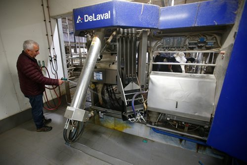 JOHN WOODS / WINNIPEG FREE PRESS
David Wiens, chairman of the Diary Farmers of Manitoba and Vice President of The Diary Farmers of Canada,  cares for his diary cows in an automated milking system on his farm near Grunthal, Manitoba Monday, October 1, 2018. Wiens and Canada's diary famers are not in favour of the new USMCA trade agreement.

