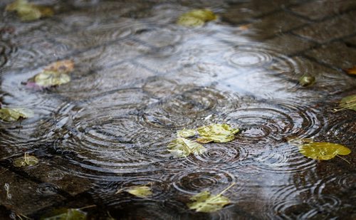 TREVOR HAGAN / WINNIPEG FREE PRESS
Rainy puddle at University of Manitoba, Wednesday, October 3, 2018.