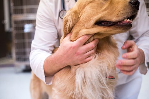 MIKAELA MACKENZIE / WINNIPEG FREE PRESS
Dr. Jonas Watson, local vet and president of the Manitoba Veterinary Medical Association, poses with Lou the golden retriever in Winnipeg on Friday, Oct. 5, 2018. Although there is a danger of accidental overdoses of cannabis with pets, there is also potential for therapeutic use. Winnipeg Free Press 2018.