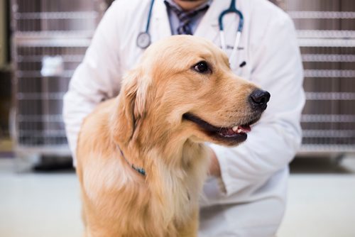 MIKAELA MACKENZIE / WINNIPEG FREE PRESS
Dr. Jonas Watson, local vet and president of the Manitoba Veterinary Medical Association, poses with Lou the golden retriever in Winnipeg on Friday, Oct. 5, 2018. Although there is a danger of accidental overdoses of cannabis with pets, there is also potential for therapeutic use. Winnipeg Free Press 2018.