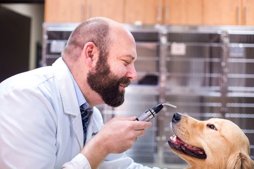 MIKAELA MACKENZIE / WINNIPEG FREE PRESS
Dr. Jonas Watson, local vet and president of the Manitoba Veterinary Medical Association, poses with Lou the golden retriever in Winnipeg on Friday, Oct. 5, 2018. Although there is a danger of accidental overdoses of cannabis with pets, there is also potential for therapeutic use. Winnipeg Free Press 2018.