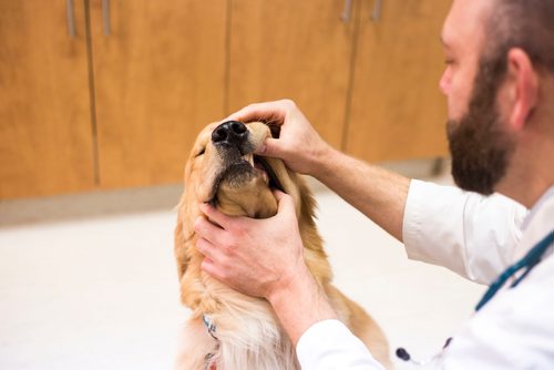 MIKAELA MACKENZIE / WINNIPEG FREE PRESS
Dr. Jonas Watson, local vet and president of the Manitoba Veterinary Medical Association, poses with Lou the golden retriever in Winnipeg on Friday, Oct. 5, 2018. Although there is a danger of accidental overdoses of cannabis with pets, there is also potential for therapeutic use. Winnipeg Free Press 2018.