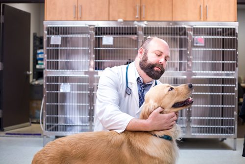 MIKAELA MACKENZIE / WINNIPEG FREE PRESS
Dr. Jonas Watson, local vet and president of the Manitoba Veterinary Medical Association, poses with Lou the golden retriever in Winnipeg on Friday, Oct. 5, 2018. Although there is a danger of accidental overdoses of cannabis with pets, there is also potential for therapeutic use. Winnipeg Free Press 2018.