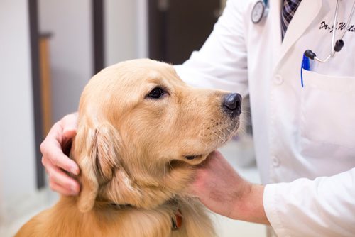 MIKAELA MACKENZIE / WINNIPEG FREE PRESS
Dr. Jonas Watson, local vet and president of the Manitoba Veterinary Medical Association, poses with Lou the golden retriever in Winnipeg on Friday, Oct. 5, 2018. Although there is a danger of accidental overdoses of cannabis with pets, there is also potential for therapeutic use. Winnipeg Free Press 2018.