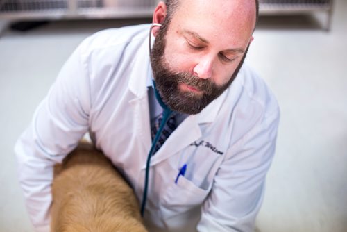 MIKAELA MACKENZIE / WINNIPEG FREE PRESS
Dr. Jonas Watson, local vet and president of the Manitoba Veterinary Medical Association, poses with Lou the golden retriever in Winnipeg on Friday, Oct. 5, 2018. Although there is a danger of accidental overdoses of cannabis with pets, there is also potential for therapeutic use. Winnipeg Free Press 2018.