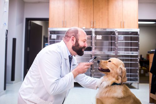 MIKAELA MACKENZIE / WINNIPEG FREE PRESS
Dr. Jonas Watson, local vet and president of the Manitoba Veterinary Medical Association, poses with Lou the golden retriever in Winnipeg on Friday, Oct. 5, 2018. Although there is a danger of accidental overdoses of cannabis with pets, there is also potential for therapeutic use. Winnipeg Free Press 2018.