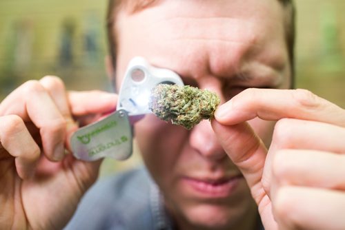 MIKAELA MACKENZIE / WINNIPEG FREE PRESS
Joel Carleton, Manitoba's first cannabis sommelier, demonstrates his techniques at Cannafam in Winnipeg on Friday, Oct. 5, 2018.
Winnipeg Free Press 2018.