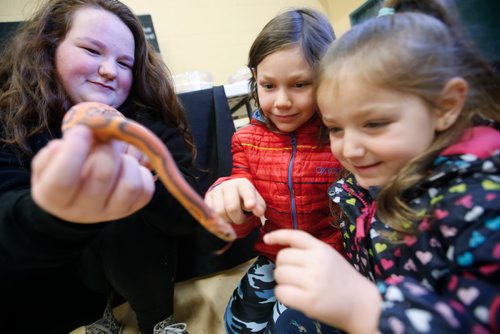 JOHN WOODS / WINNIPEG FREE PRESS
Kylann Robb, 12, holds a skinless Okeetee Corn Snake for her cousins Sienna, 8, and Tessa Watkinson, 4, at the Ballistic Pythons booth at the Manitoba Reptile Breeders Expo Sunday, October 7, 2018.