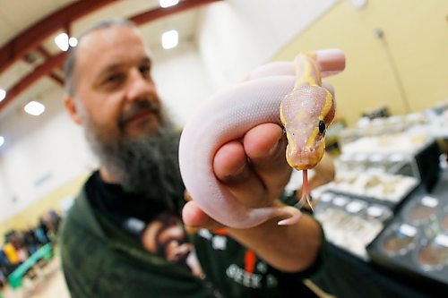 JOHN WOODS / WINNIPEG FREE PRESS
Casey Trizpit, owner of Winnipeg Reptiles and organizer of the Manitoba Reptile Breeders Expo holds a Banana Piebald Ball Python at the expo Sunday, October 7, 2018.