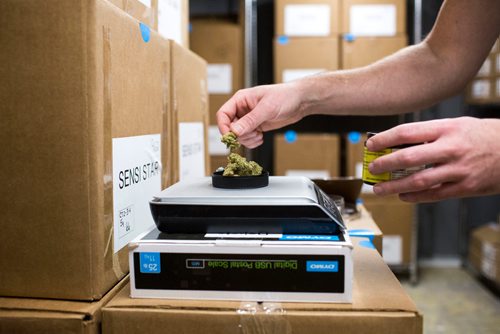 MIKAELA MACKENZIE / WINNIPEG FREE PRESS
Donnie Smith, assistant manager, weights out cannabis to put into jars for the sensory bar at the Delta 9 cannabis store in Winnipeg on Tuesday, Oct. 16, 2018. 
Winnipeg Free Press 2018.