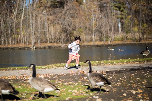 MIKAELA MACKENZIE / WINNIPEG FREE PRESS
Jihan Quan, three, chases geese in St. Vital Park in Winnipeg on Thursday, Oct. 18, 2018. 
Winnipeg Free Press 2018.