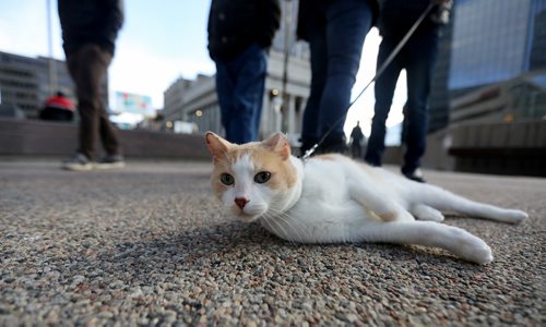 TREVOR HAGAN / WINNIPEG FREE PRESS
Corey Quintaine, walking Sam, at Open Fest at Portage and Main, Saturday, October 20, 2018.