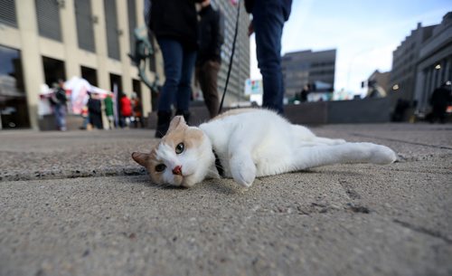 TREVOR HAGAN / WINNIPEG FREE PRESS
Corey Quintaine, walking Sam, at Open Fest at Portage and Main, Saturday, October 20, 2018.