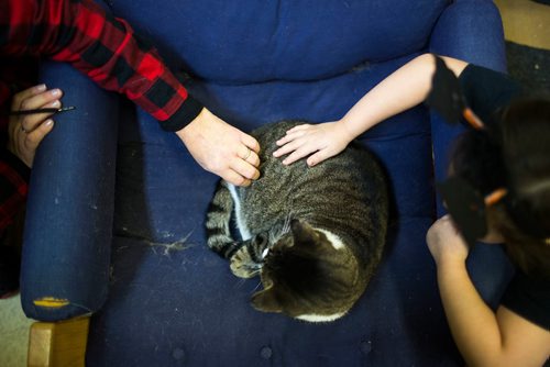 MIKAELA MACKENZIE / WINNIPEG FREE PRESS
Jennifer Laferriere and her granddaughter, Selena (four) at her cat cafe, Miss J. La's Fur Babies Cat Cafe and Adoption Centre, in Winnipeg on Thursday, Oct. 25, 2018. 
Winnipeg Free Press 2018.