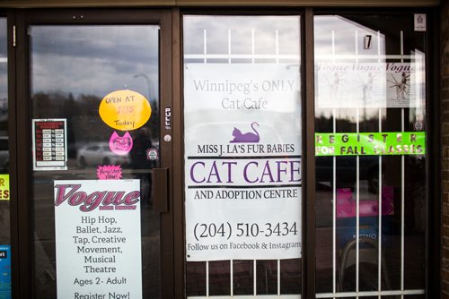 MIKAELA MACKENZIE / WINNIPEG FREE PRESS
Miss J. La's Fur Babies Cat Cafe and Adoption Centre in Winnipeg on Thursday, Oct. 25, 2018. 
Winnipeg Free Press 2018.