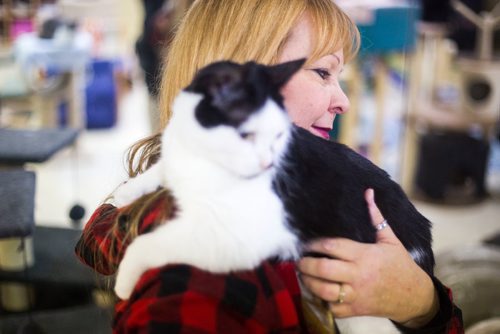 MIKAELA MACKENZIE / WINNIPEG FREE PRESS
Jennifer Laferriere at her cat cafe, Miss J. La's Fur Babies Cat Cafe and Adoption Centre, in Winnipeg on Thursday, Oct. 25, 2018. 
Winnipeg Free Press 2018.