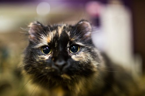 MIKAELA MACKENZIE / WINNIPEG FREE PRESS
Miss J. La's Fur Babies Cat Cafe and Adoption Centre in Winnipeg on Thursday, Oct. 25, 2018. 
Winnipeg Free Press 2018.