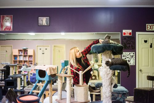 MIKAELA MACKENZIE / WINNIPEG FREE PRESS
Jennifer Laferriere at her cat cafe, Miss J. La's Fur Babies Cat Cafe and Adoption Centre, in Winnipeg on Thursday, Oct. 25, 2018. 
Winnipeg Free Press 2018.