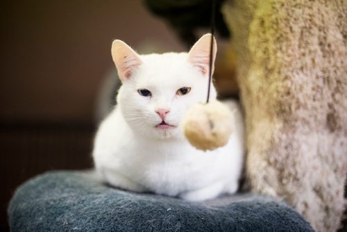 MIKAELA MACKENZIE / WINNIPEG FREE PRESS
Miss J. La's Fur Babies Cat Cafe and Adoption Centre in Winnipeg on Thursday, Oct. 25, 2018. 
Winnipeg Free Press 2018.