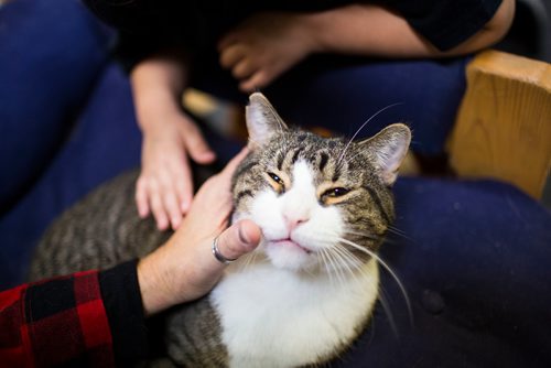 MIKAELA MACKENZIE / WINNIPEG FREE PRESS
Miss J. La's Fur Babies Cat Cafe and Adoption Centre in Winnipeg on Thursday, Oct. 25, 2018. 
Winnipeg Free Press 2018.