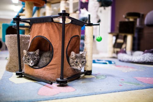 MIKAELA MACKENZIE / WINNIPEG FREE PRESS
Miss J. La's Fur Babies Cat Cafe and Adoption Centre in Winnipeg on Thursday, Oct. 25, 2018. 
Winnipeg Free Press 2018.